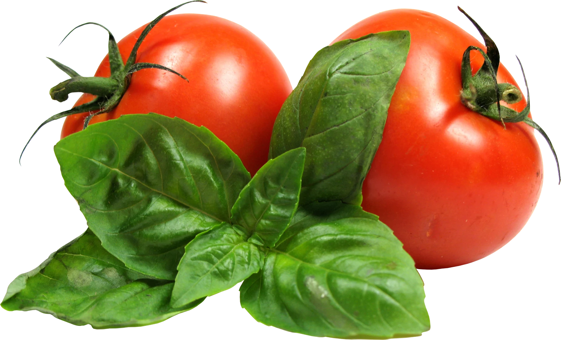 Tomato Maharaja
